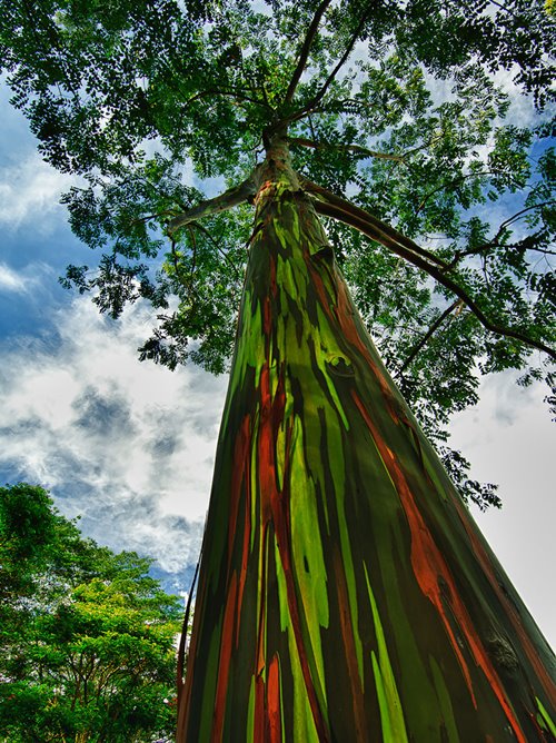 16 ต้นไม้รอบโลกที่มีความงามระดับเทพนิยาย