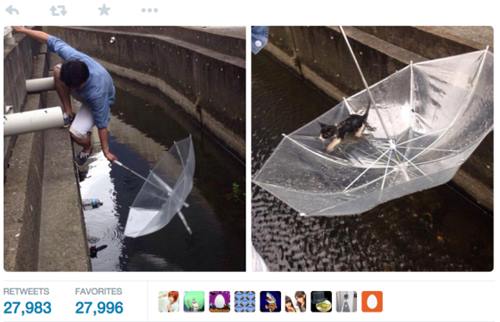 ประทับใจ! หนุ่มช่วยแมวตกน้ำด้วยร่ม