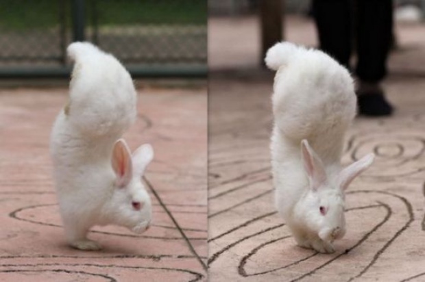 น่ารัก ใสใส! กระต่ายน้อยใจสู้ เดินได้แม้ขาหลังพิการ