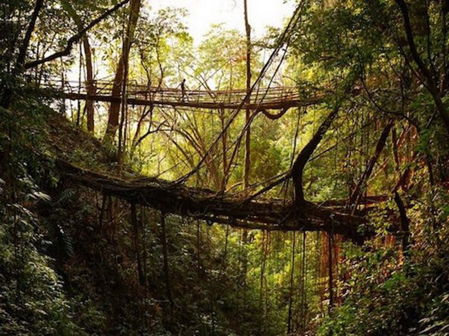สะพานที่มีชีวิต สิ่งมหัศจรรย์ที่ธรรมชาติสร้างขึ้นในอินเดีย