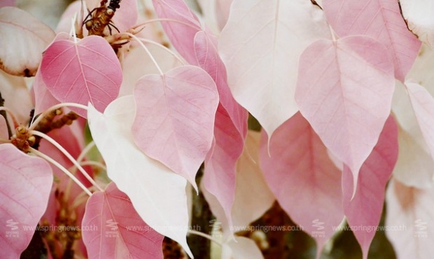เคยเห็นกันมั้ย!? นทท.แห่ชม! “ต้นโพธิ์” ใบสีชมพูสวยงาม ที่จันทบุรี