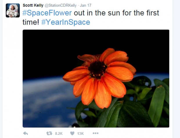 ดอกไม้ชนิดแรกที่เติบโตบนห้วงอวกาศ