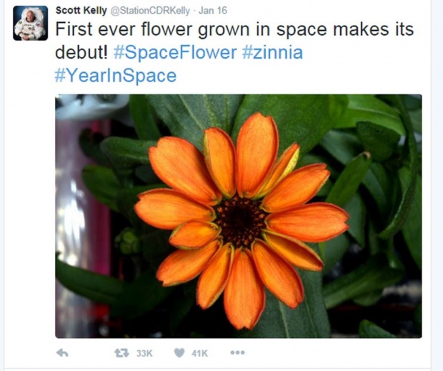 ดอกไม้ชนิดแรกที่เติบโตบนห้วงอวกาศ
