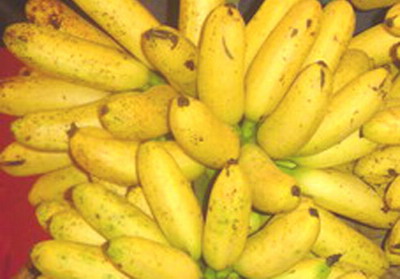 ชูเรื่อง”กล้วย”สร้างกระแสลดน้ำหนัก ทูตพาณิชย์ไทยในญี่ปุ่นทำดี แต่วันนี้กล้วยขาดตลาด