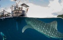 จะเกิดอะไรขึ้น!! เมื่อฉลามวาฬยักษ์บุกถึงตัวเรือแบบนี้!!
