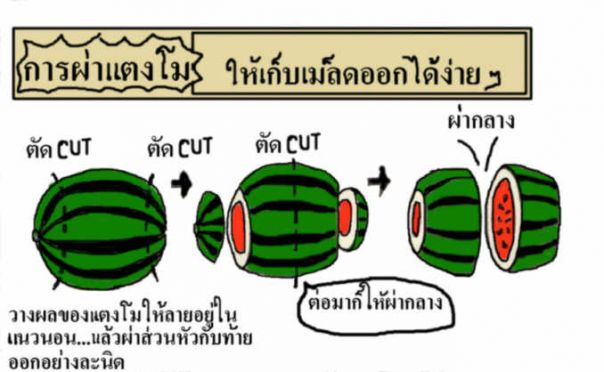 การผ่าแตงโม ให้เก็บเมล็ดออกได้ง่าย