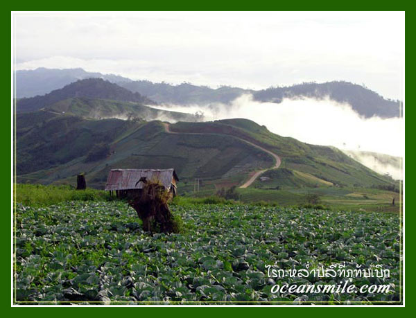 ภูทับเบิก-น้ำหนาว ในความงามฤดูฝน 