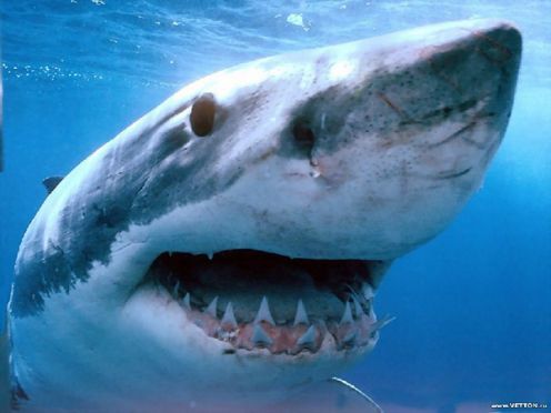 ซุปหูฉลาม อาหารไฮโซ อาหารอันตรายทั้งฉลาม และคน 