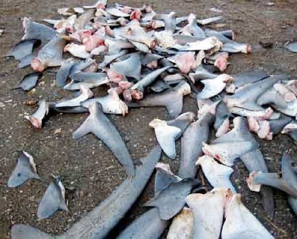 ซุปหูฉลาม อาหารไฮโซ อาหารอันตรายทั้งฉลาม และคน 