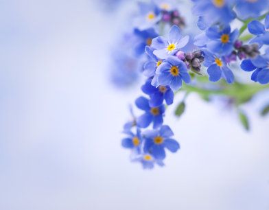 Forget Me Not 