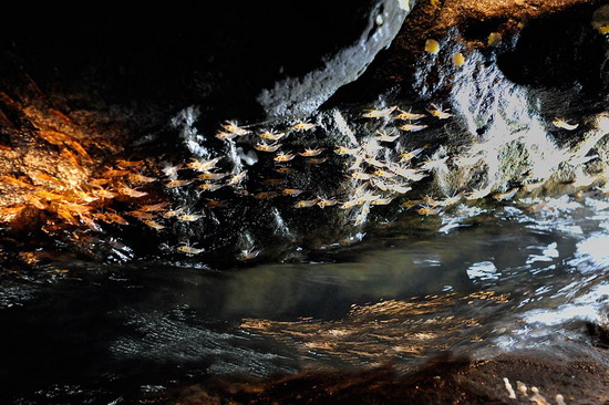 กุ้งเดินขบวน Unseen in Thailand มหัศจรรย์ธรรมชาติ อ.น้ำยืน