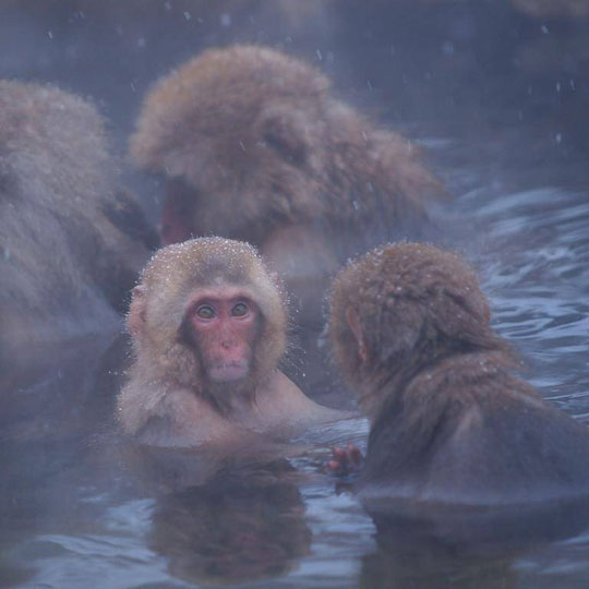 ตื่นตาลิงแช่น้ำร้อนที่อุทยานลิงภูเขาจิโคกุดานิ