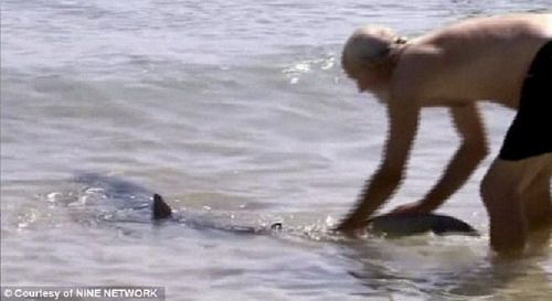 ฉลามบุกชายหาด เฒ่าวัย62ปี-เดินไปลากหางลงทะเลเฉย 