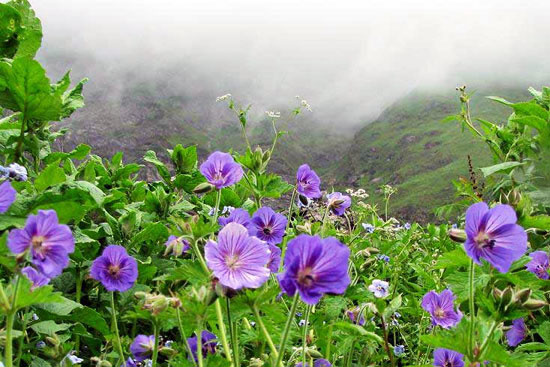อุทยานแห่งชาตินันทาเทวีและหุบเขาดอกไม้ ประเทศอินเดีย