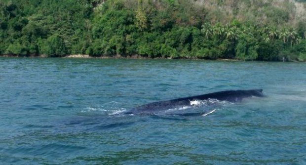 ฮือฮา!พบ วาฬสีน้ำเงิน เป็นครั้งแรกในประเทศไทย