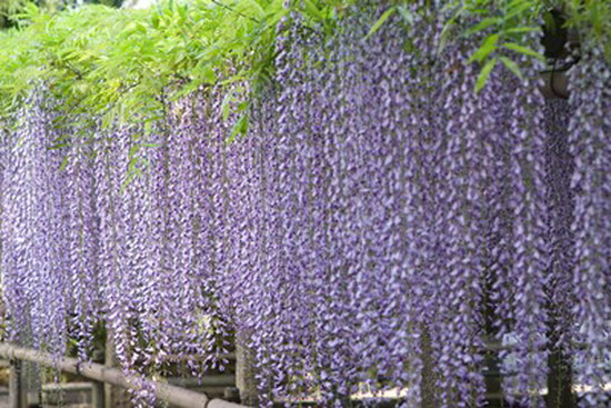 วิสทีเรีย (Wisteria) หนึ่งในเจ็ดต้นไม้มหัศจรรย์ของโลก 