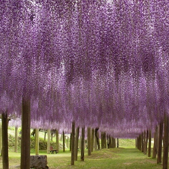 วิสทีเรีย (Wisteria) หนึ่งในเจ็ดต้นไม้มหัศจรรย์ของโลก 