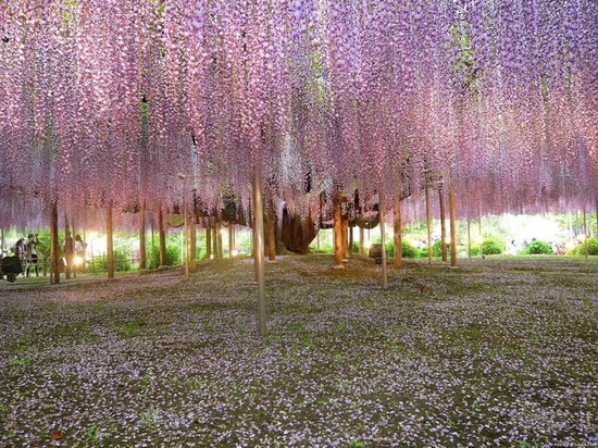 วิสทีเรีย (Wisteria) หนึ่งในเจ็ดต้นไม้มหัศจรรย์ของโลก 