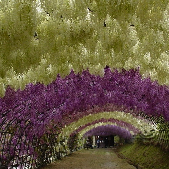 วิสทีเรีย (Wisteria) หนึ่งในเจ็ดต้นไม้มหัศจรรย์ของโลก 