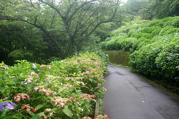 ดอกไฮเดรนเยียบานที่สวนนูกาตะ