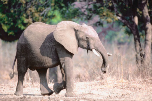 ช้างหนังหนาเดินกลางแดด ร้อนหรือไม่
