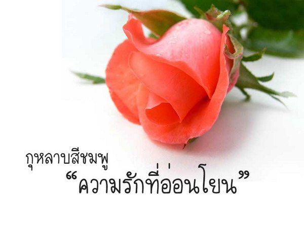 สีกุหลาบ สื่อความหมาย