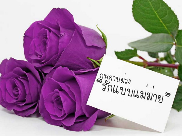 สีกุหลาบ สื่อความหมาย