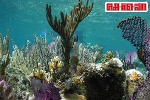 ขุมพลังต้านเอชไอวีซ่อนอยู่ในแนวปะการัง