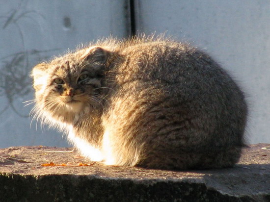 Pallas Cat พัลลัส แมวขนหนานุ่มที่สุดในโลก 