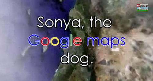 ซึ้ง!! ‘Google Maps’ นำไปสู่การช่วยหมาเร่ร่อน ผู้โดดเดี่ยวมากว่า 10 ปี