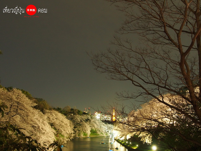 Tokyo: ซากุระกลางคืนที่สวน Chidorigafuchi