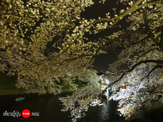 Tokyo: ซากุระกลางคืนที่สวน Chidorigafuchi