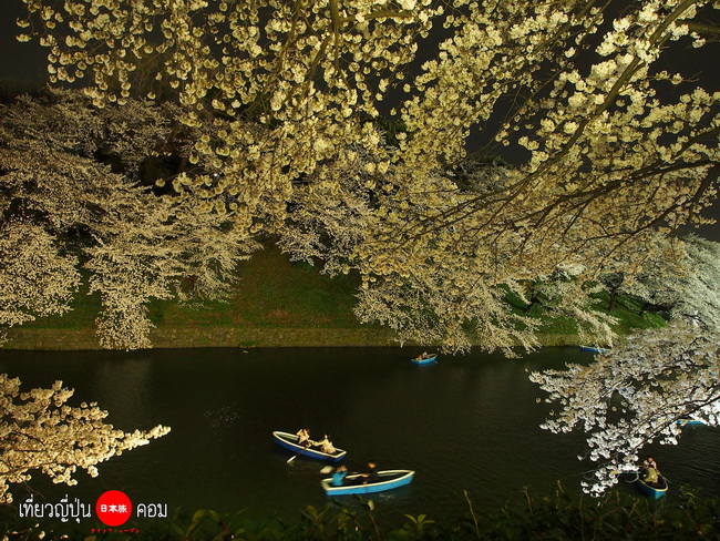 Tokyo: ซากุระกลางคืนที่สวน Chidorigafuchi