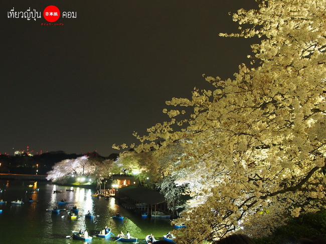 Tokyo: ซากุระกลางคืนที่สวน Chidorigafuchi