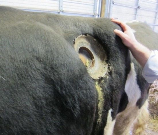  ทำไมวัวทุกตัวของฟาร์มแห่งนี้ ถึงมีรู? เหตุผลน่าทึ่งมาก!