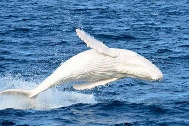 เชื่อว่ามีแค่ไม่กี่คนที่รู้จักเจ้าตัวนี้ น่ารักอ่ะ มิกาลู วาฬหลังค่อมเผือก