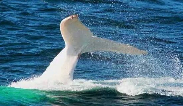 เชื่อว่ามีแค่ไม่กี่คนที่รู้จักเจ้าตัวนี้ น่ารักอ่ะ มิกาลู วาฬหลังค่อมเผือก