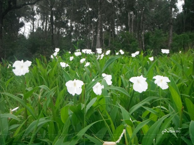  ทุ่งดอกเปราะภูขาว     อุทยานแห่งชาติภูหินร่องกล้า สถานที่เที่ยวหน้าฝนที่ ททท.แนะนำ