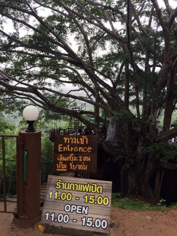 ร้านกาแฟบนต้นไม้ หนึ่งเดียวของเมืองไทย