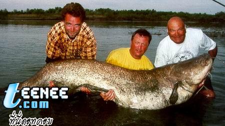 อันดับที่ 3 ปลา เวลส์ แคทฟิช Wels Catfish ขนาดเมื่อโตเต็มวัย ประมาณ500ซม.   น้ำหนัก ประมาณ306กก.