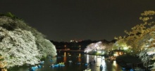 Tokyo: ซากุระกลางคืนที่สวน Chidorigafuchi