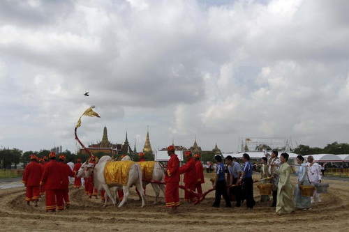 กว่าจะเป็นพระโคและเทพีคู่หาบ ในพระราชพิธีจรดพระนังคัลแรกนาขวัญ