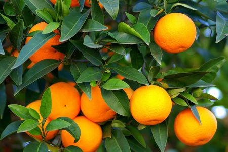  ส้ม ผลไม้คู่บ้านของคนไทย 
