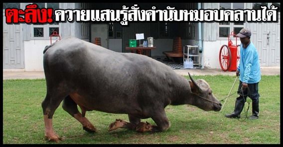 ตะลึง!ควายไทย แสนรู้คำนับหมอบคลานได้