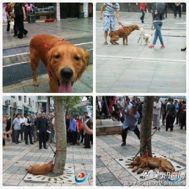 สุดสลด! ภาพสุนัขโกลเด้นถูกตีตายกลางเมืองจีน-ฐานไม่มีใบอนุญาตเลี้ยง