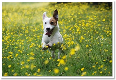 Jack Russell Terrier (แจ็ครัสเซลล์เทอร์เรีย) 