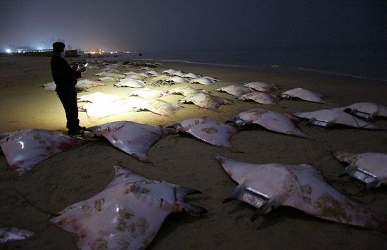 ฝูงปลากระเบนเกยตื้นเกลื่อนหาดกาซาซิตี