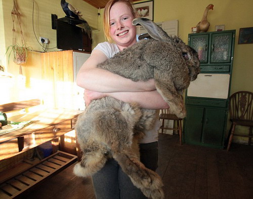 ราล์ฟ กระต่ายยักษ์ที่มีน้ำหนักมากกว่าเด็ก 3 ขวบ!!!