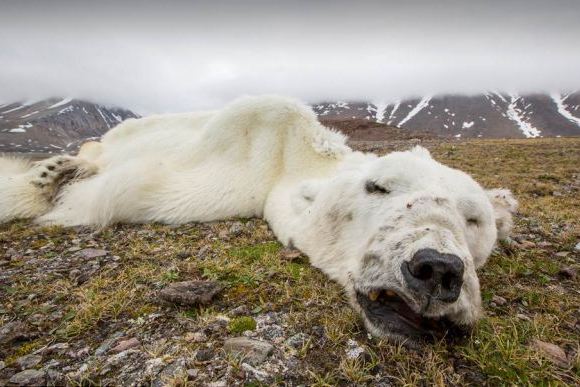 โลกร้อนหนักหมีขาวอดตาย 