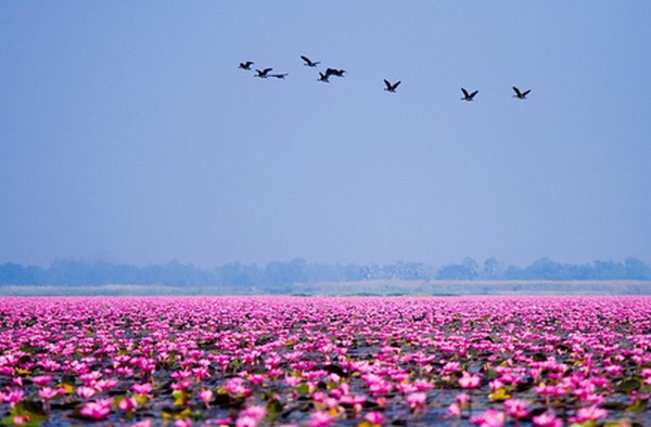 ทะเลบัวแดง หนองหานกุมภวาปี